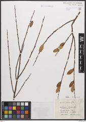Foto von Salix caesia Vill.